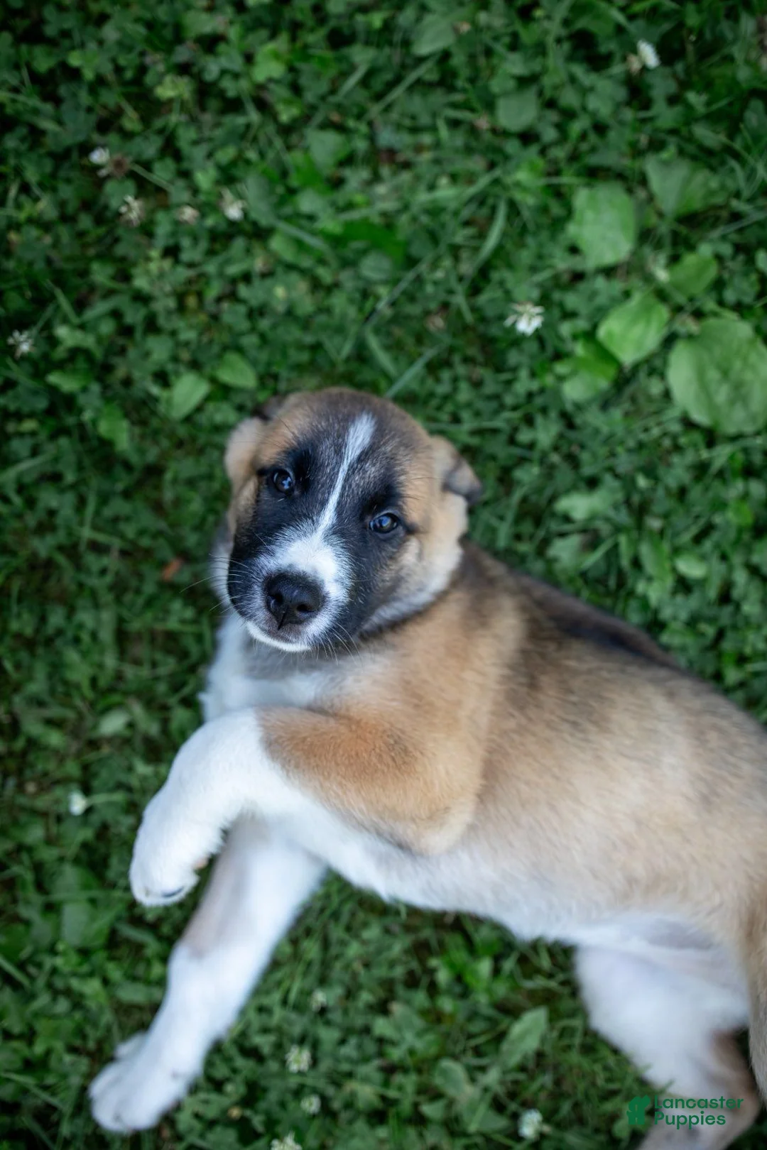 Mixed Breed dogs for sale: Daisy  - Ad 5