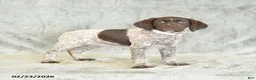 German Shorthaired Pointer dogs for sale: Bella   - Ad 3