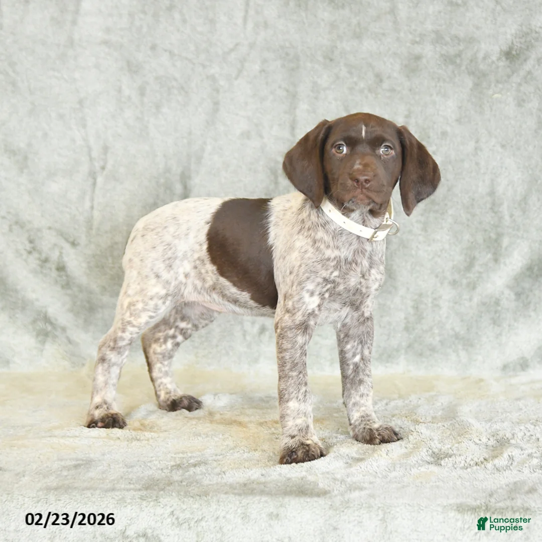 German Shorthaired Pointer dogs for sale: Bella   - Ad 3