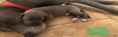 Great Dane Puppy 2