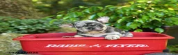 French Bulldog dogs for sale: Frosty - Ad 1