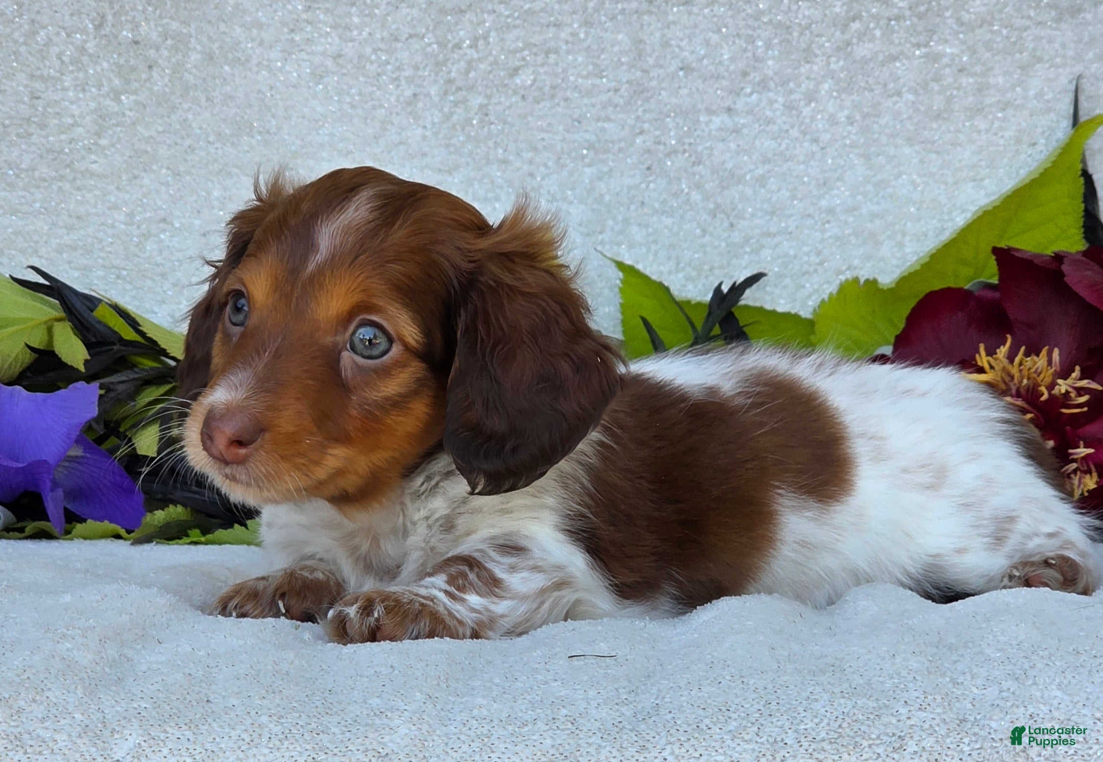 Miniature Dachshund dogs for sale: Lance - Ad 5