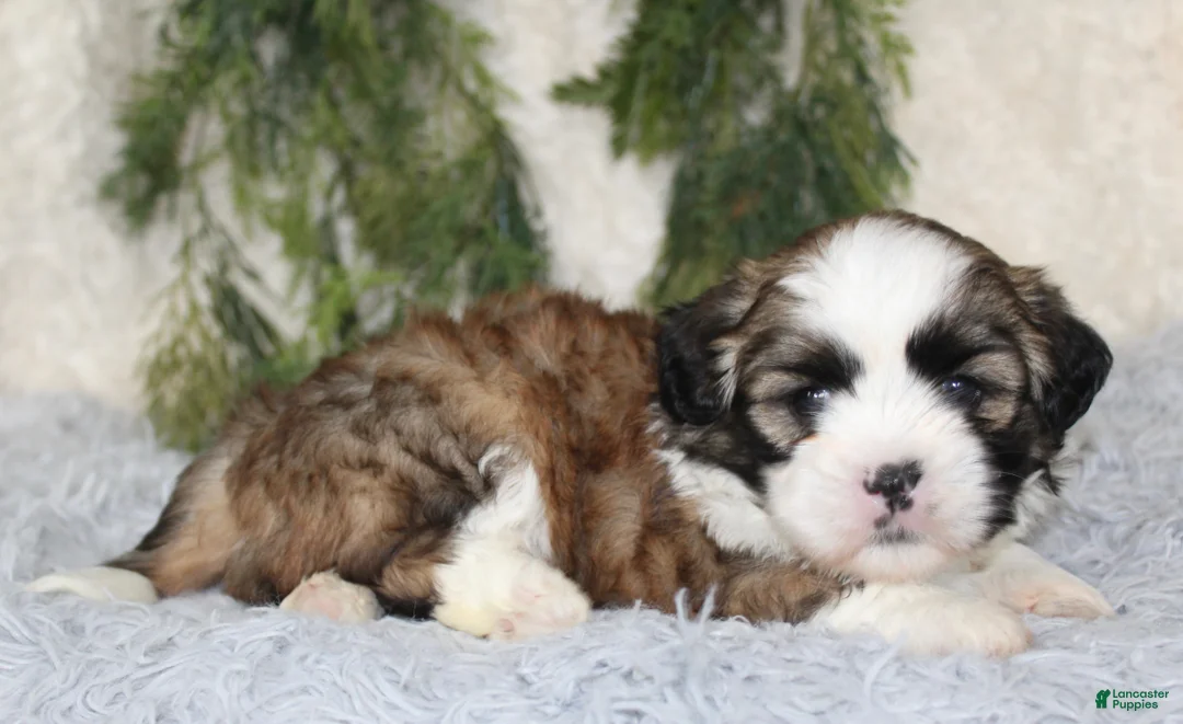 Shih Tzu dogs for sale: Puppy 2 - Ad 2
