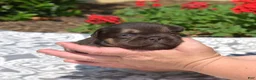 French Bulldog dogs for sale: Colby - Ad 2
