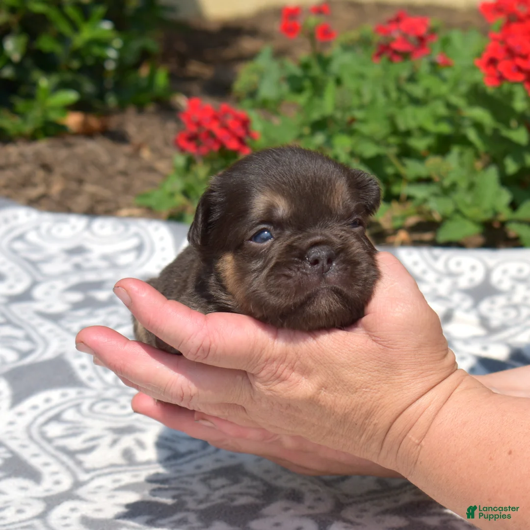 French Bulldog dogs for sale: Colby - Ad 2