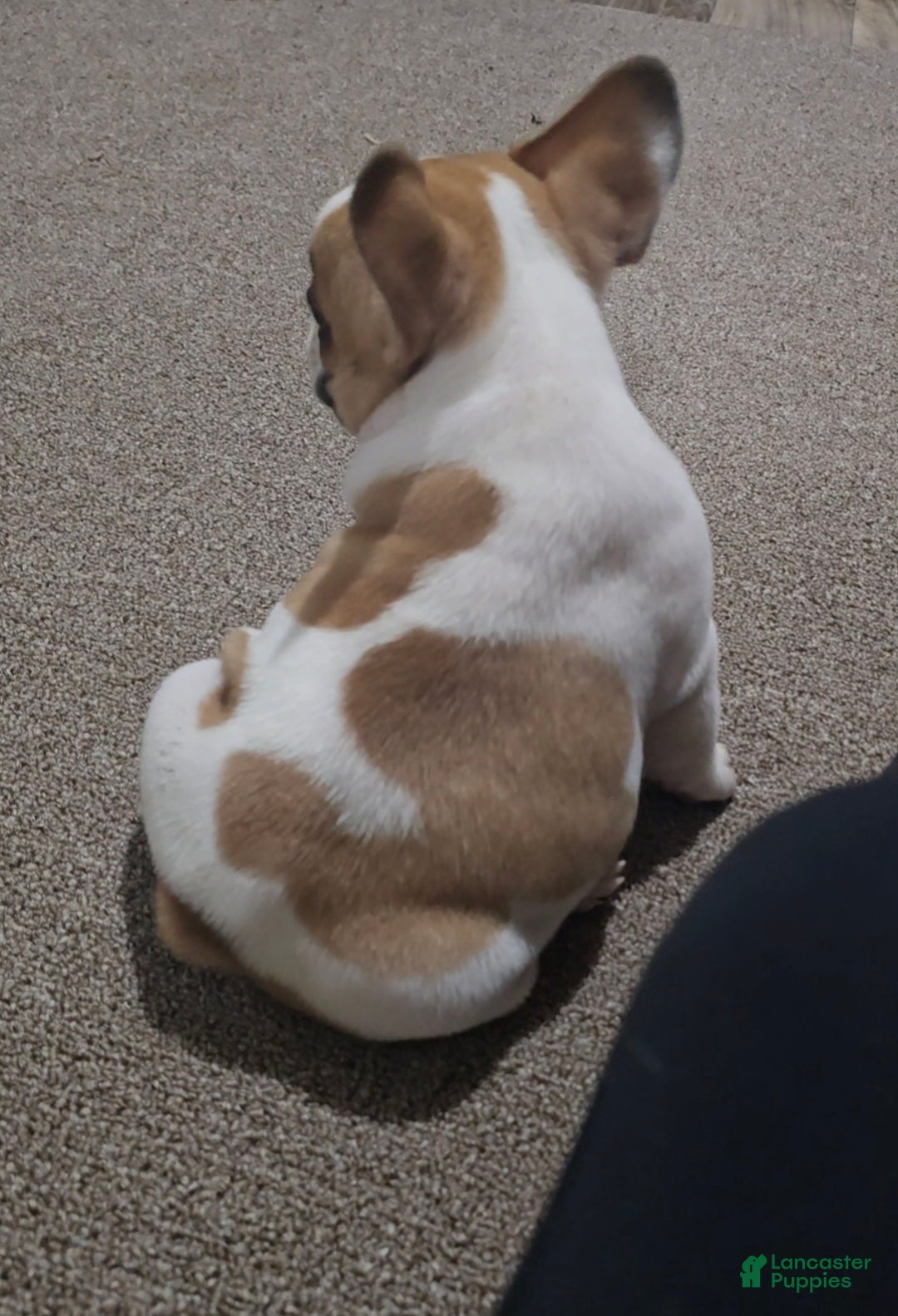 French Bulldog dogs for sale: French Bulldog Puppy 1 - Ad 11