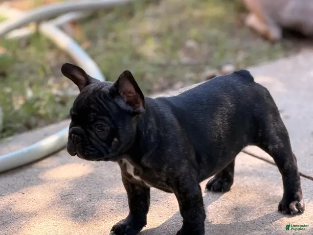 French Bulldog dogs for sale: Vinny - Ad 1
