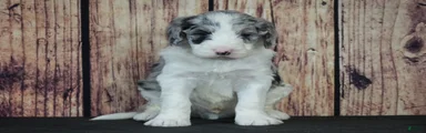 Sheepadoodle Puppy 3
