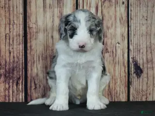 Sheepadoodle dogs Sheepadoodle Puppy 3 - Ad 27