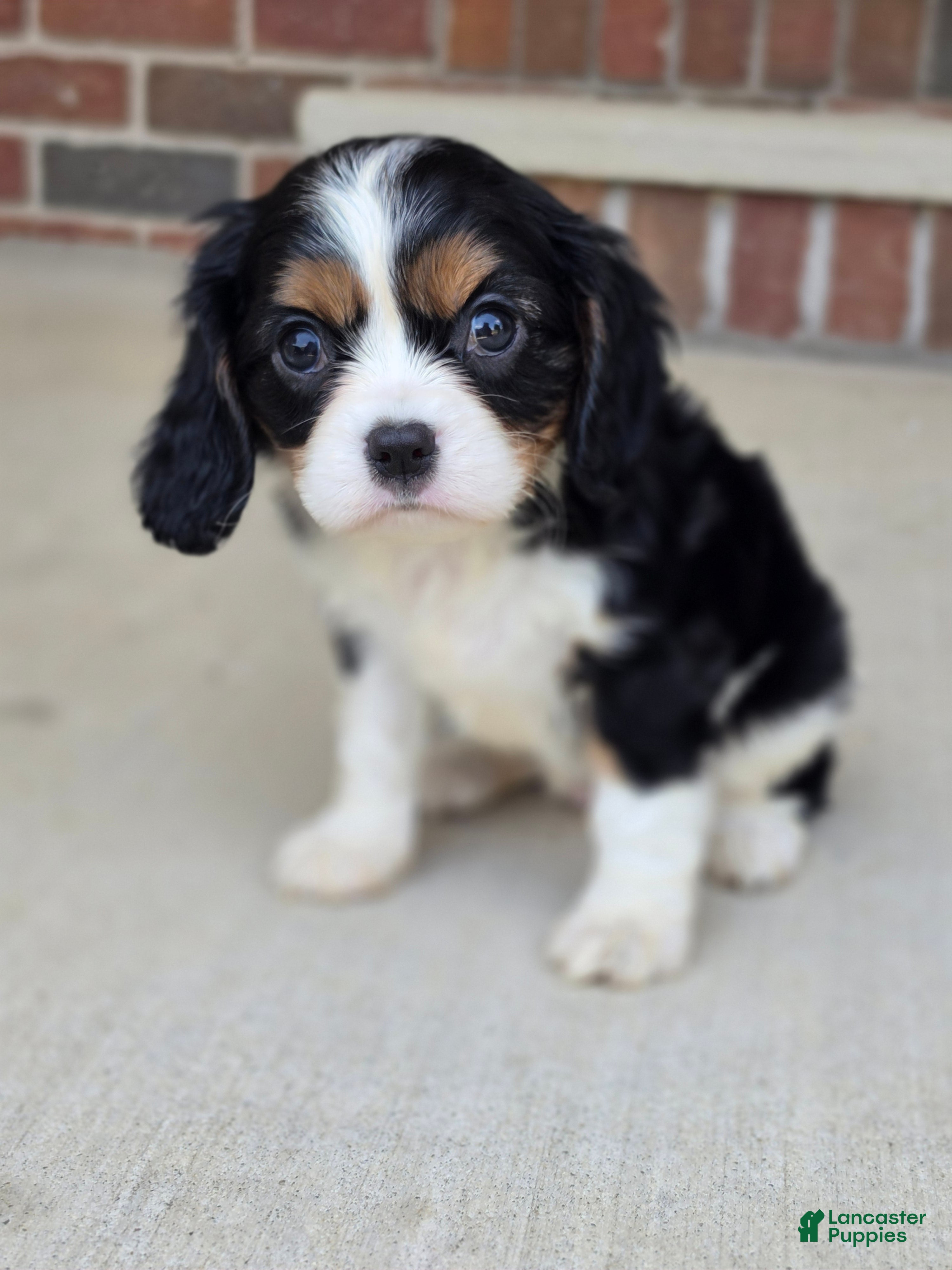 Cavalier King Charles Spaniel dogs Charlotte - Ad 2