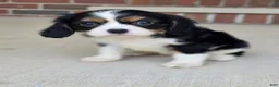 Cavalier King Charles Spaniel dogs for sale: Charlotte - Ad 2
