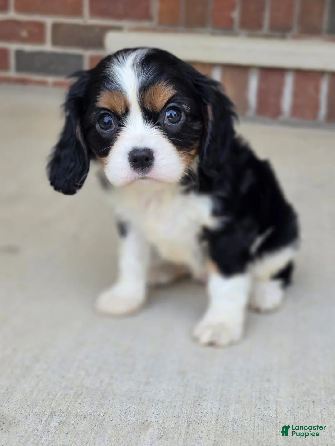 Cavalier King Charles Spaniel dogs for sale: Charlotte - Ad 2