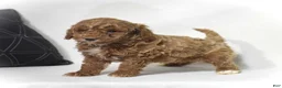 Miniature Poodle dogs for sale: Edrik - Ad 4