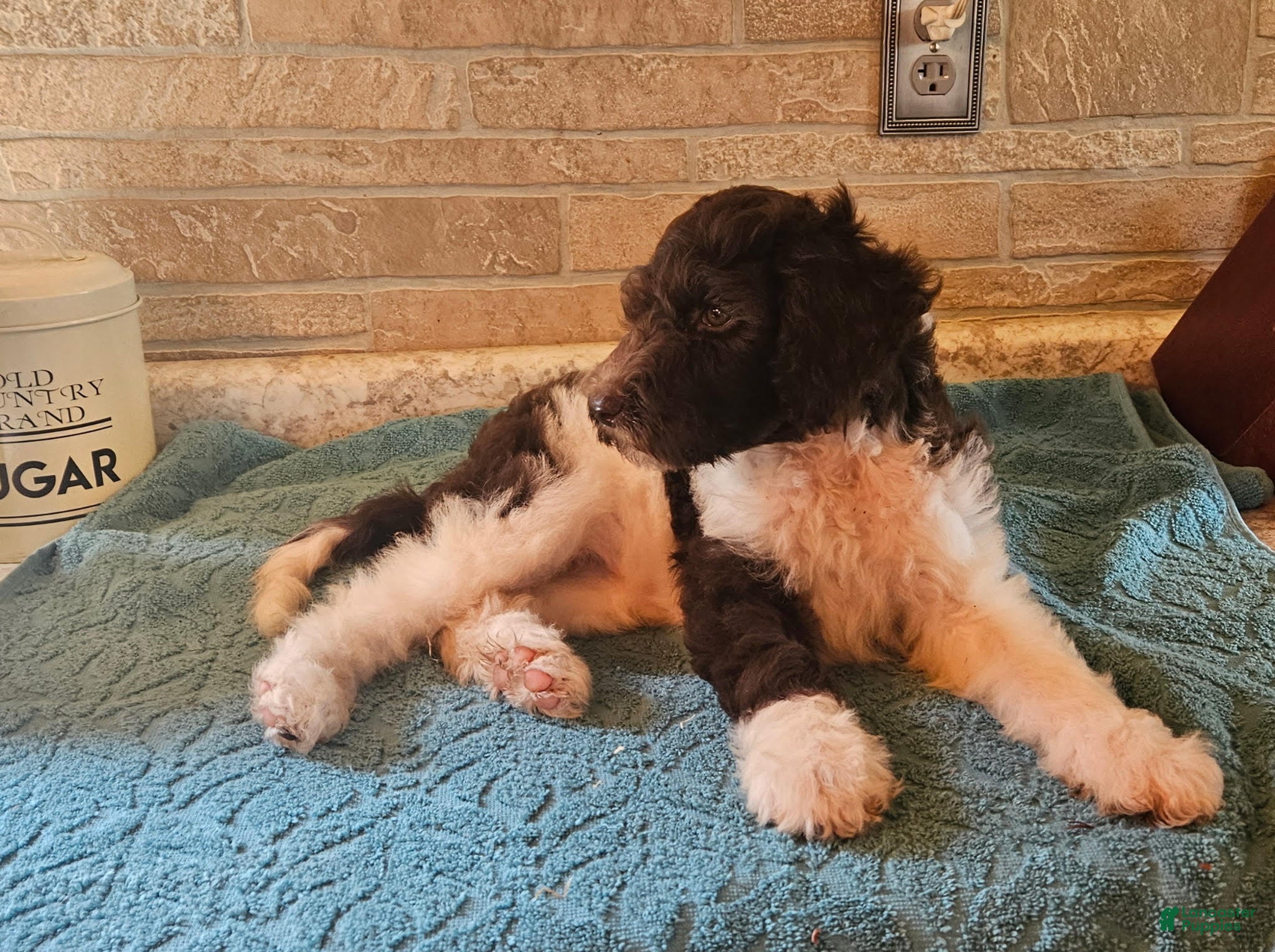 Goldendoodle dogs Channel - Ad 2