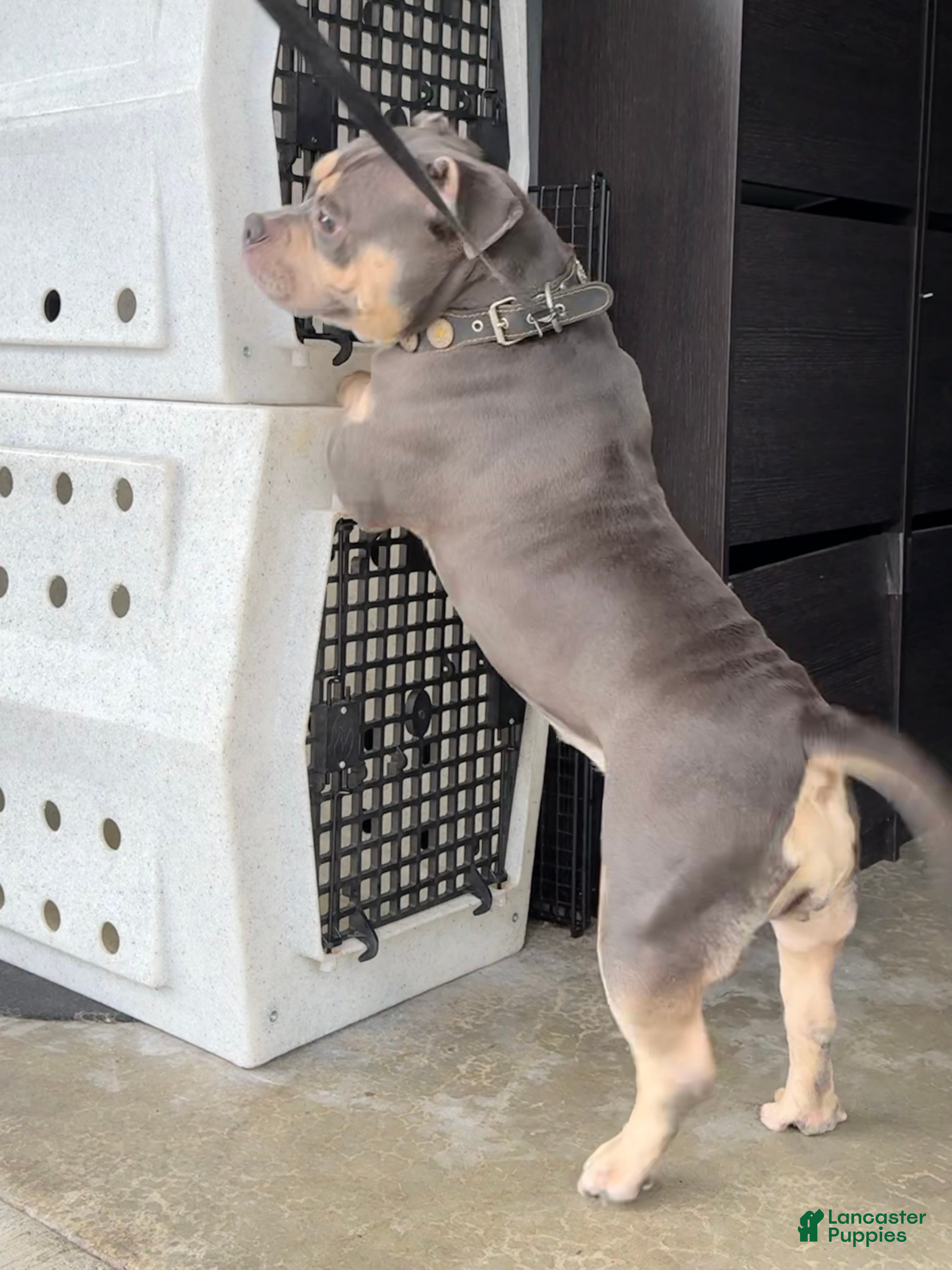 American Bully dogs for sale: GORGEOUS BLUE-TRI POCKET BULLY - Ad 2