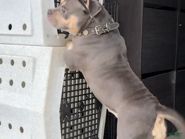 American Bully dogs for sale: GORGEOUS BLUE-TRI POCKET BULLY - Ad 2
