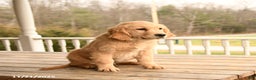Golden Retriever dogs for sale: Walnut - Ad 3