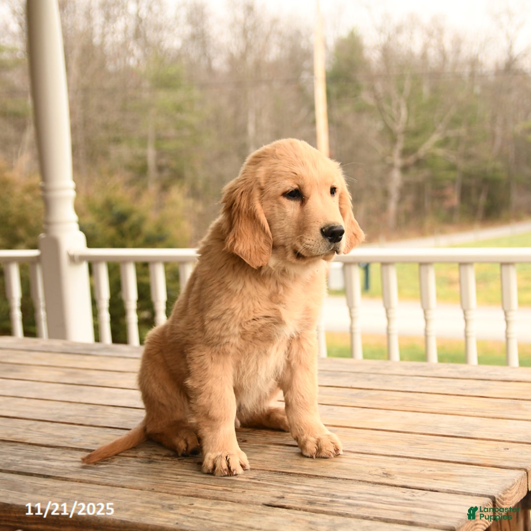 Golden Retriever dogs for sale: Walnut - Ad 3