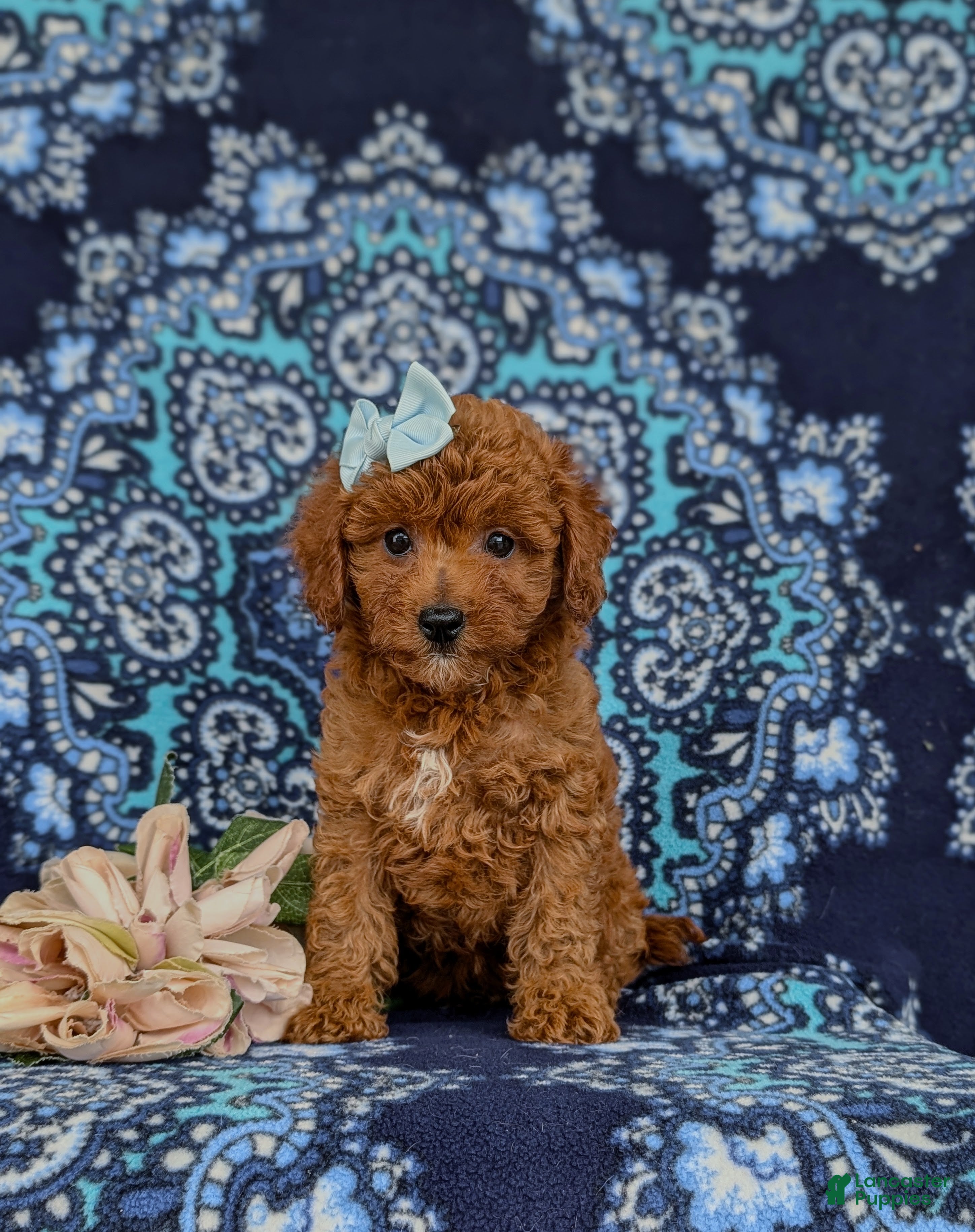 Cavapoo dogs Giselle - Ad 2