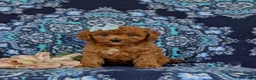 Cavapoo dogs for sale: Giselle - Ad 2