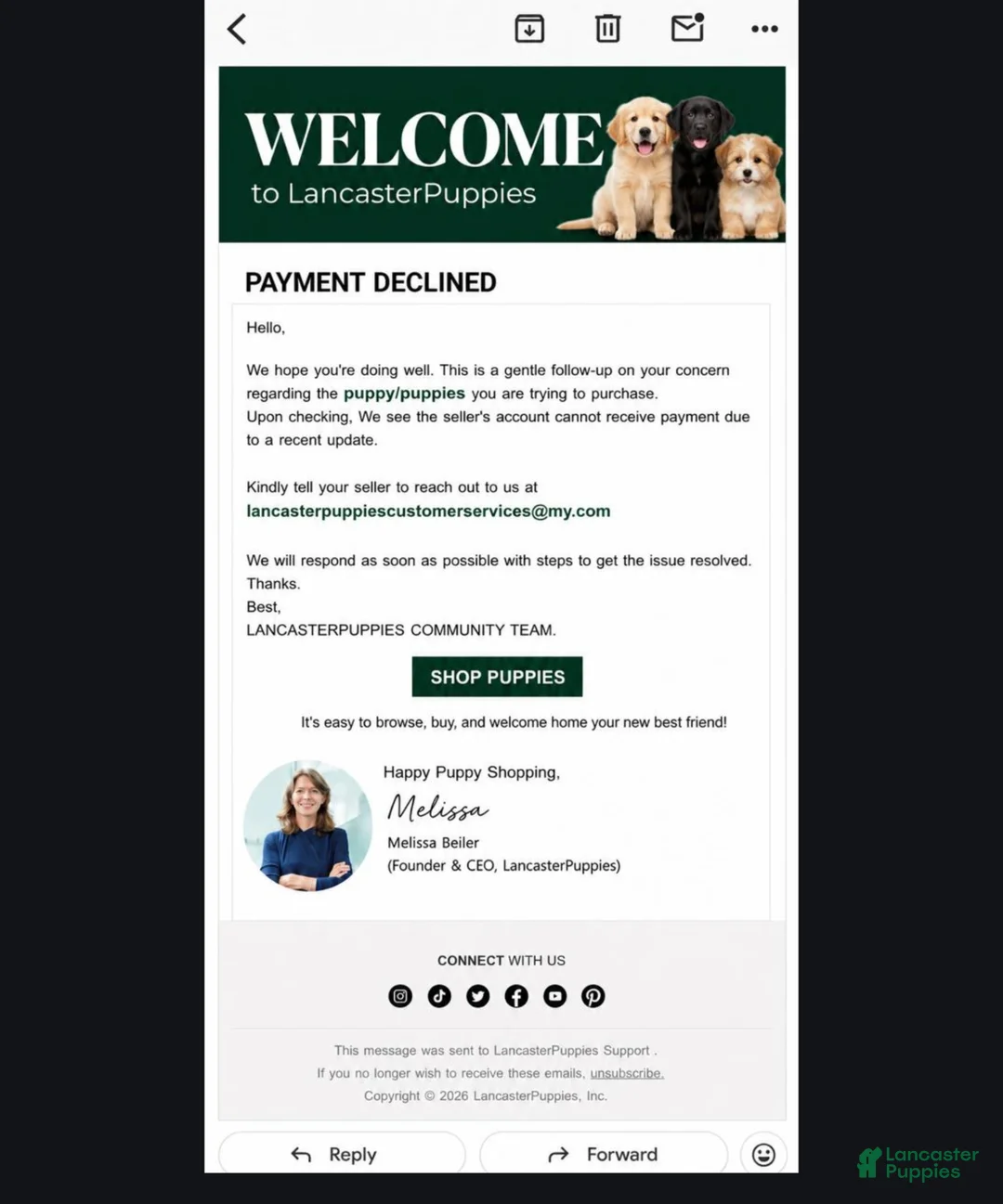 French Bulldog dogs for sale: French Bulldog Puppy 1 - Ad 5