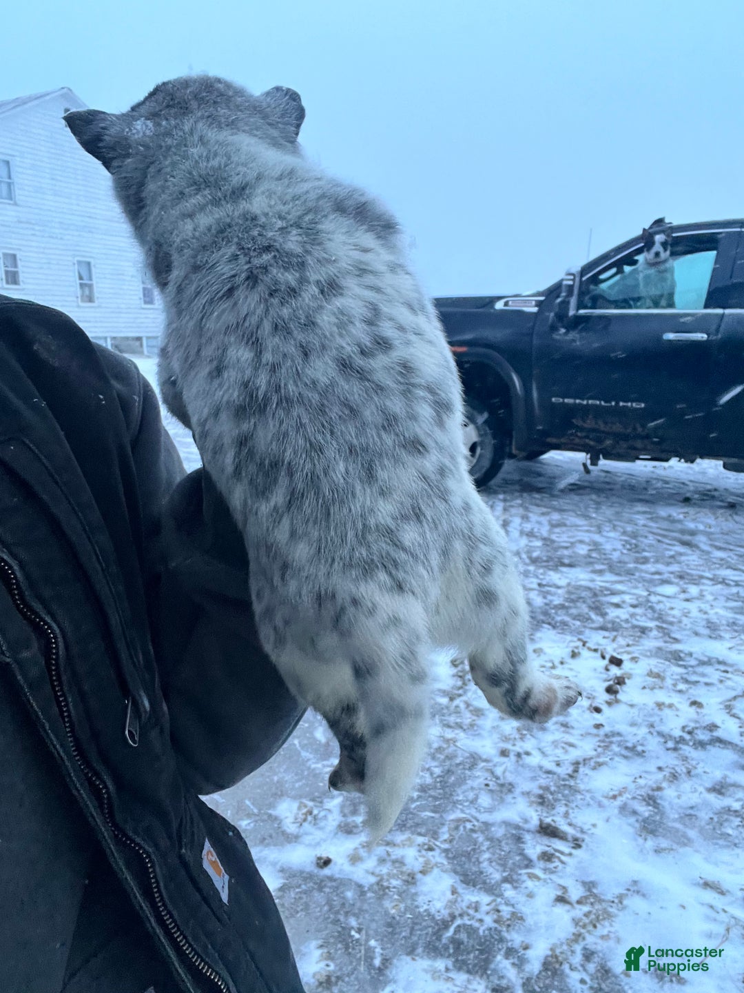 Australian Cattle Dog dogs for sale: Kayla - Ad 4