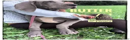 Great Dane dogs for sale: Butter - Ad 19