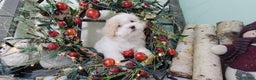 Maltipoo dogs for sale: April - Ad 7
