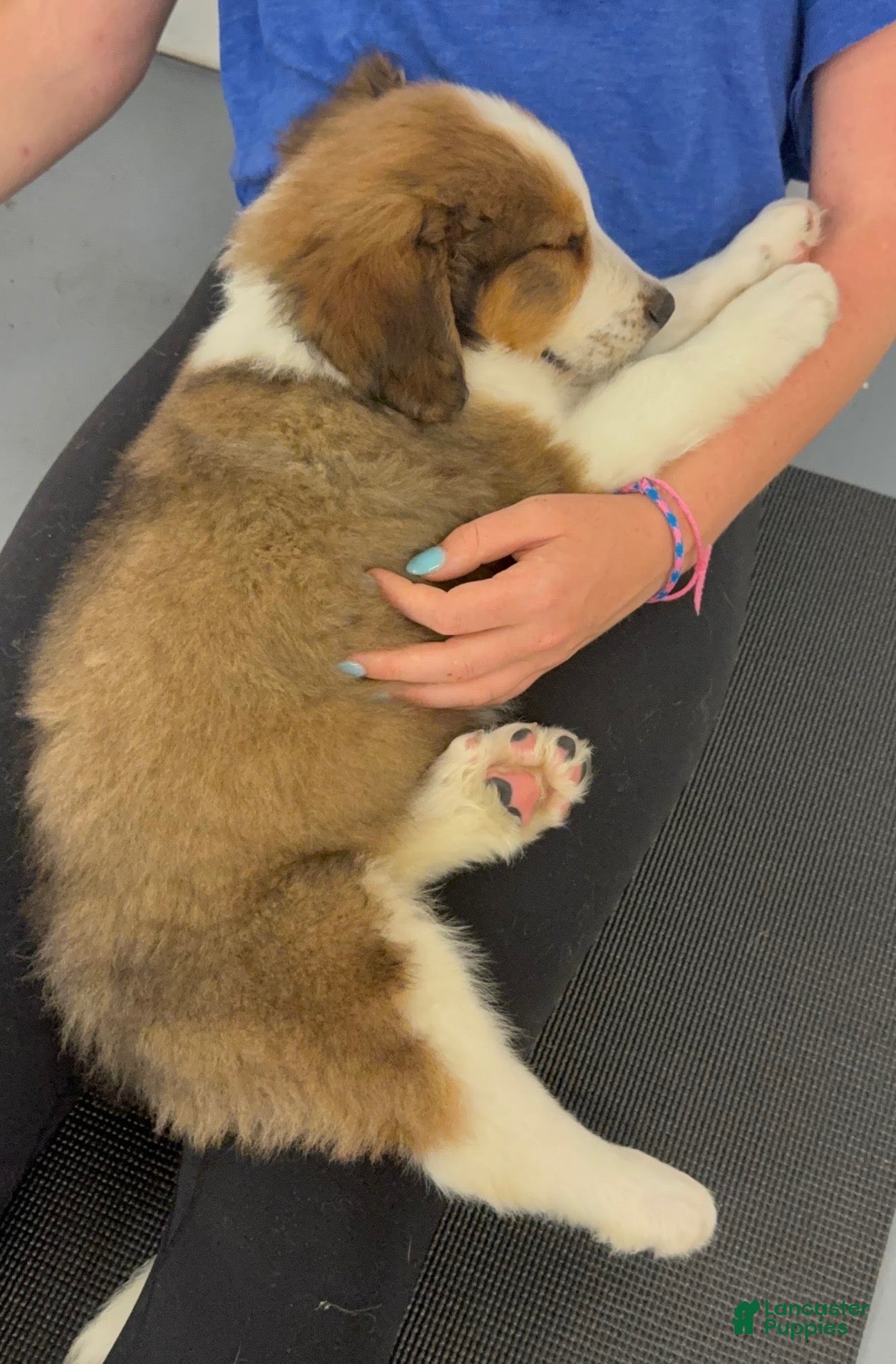 Mixed Breed dogs Pinocchio  - Ad 32