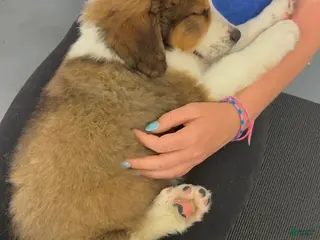 Mixed Breed dogs Pinocchio - Ad 32