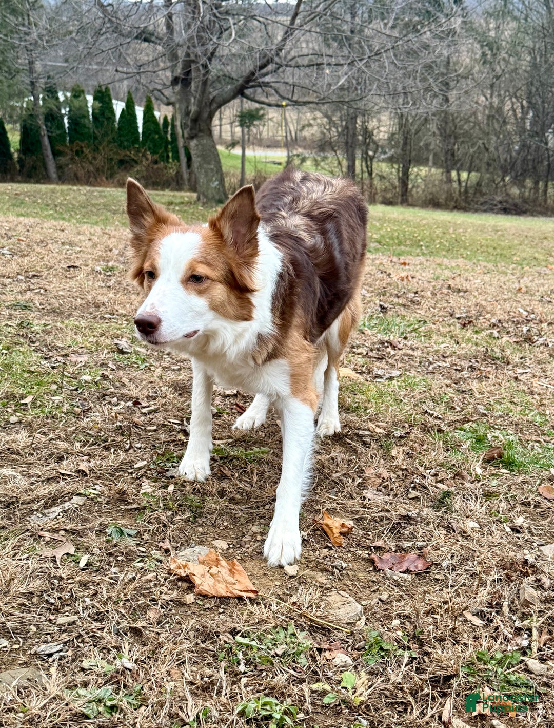 Border Collie dogs for sale: Border Collie “Bell” - Ad 4