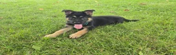German Shepherd dogs for sale: Boy 1  - Ad 4