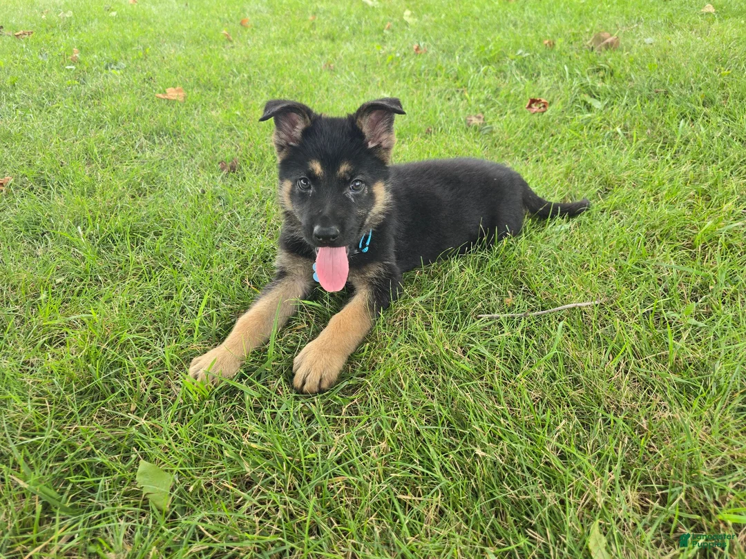 German Shepherd dogs for sale: Boy 1  - Ad 4