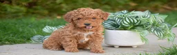 Miniature Poodle dogs for sale: Grace - Ad 3