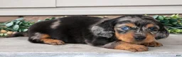 Miniature Dachshund dogs for sale: Ross - Ad 3