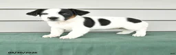 Jack Russell Terrier dogs for sale: Freya - Ad 1