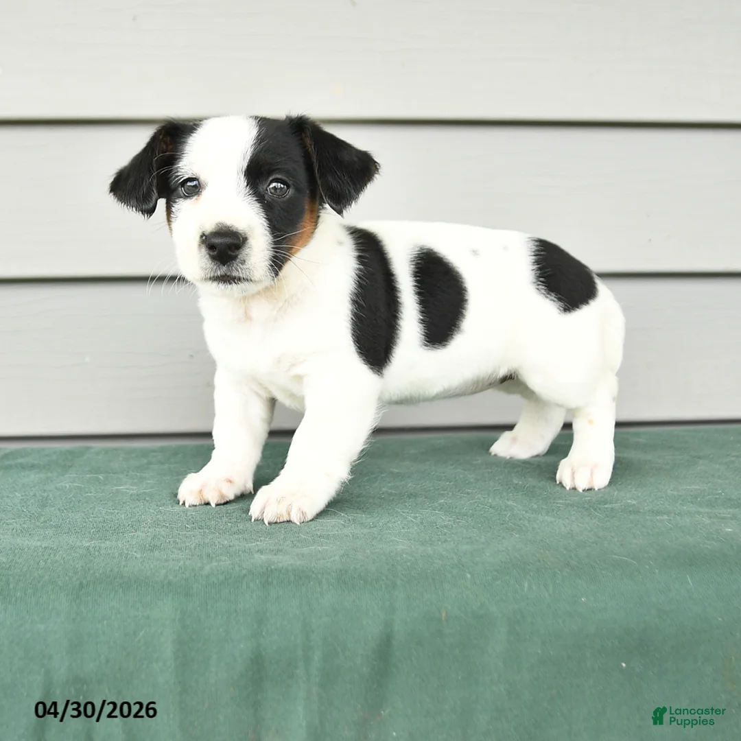 Jack Russell Terrier dogs for sale: Freya - Ad 1