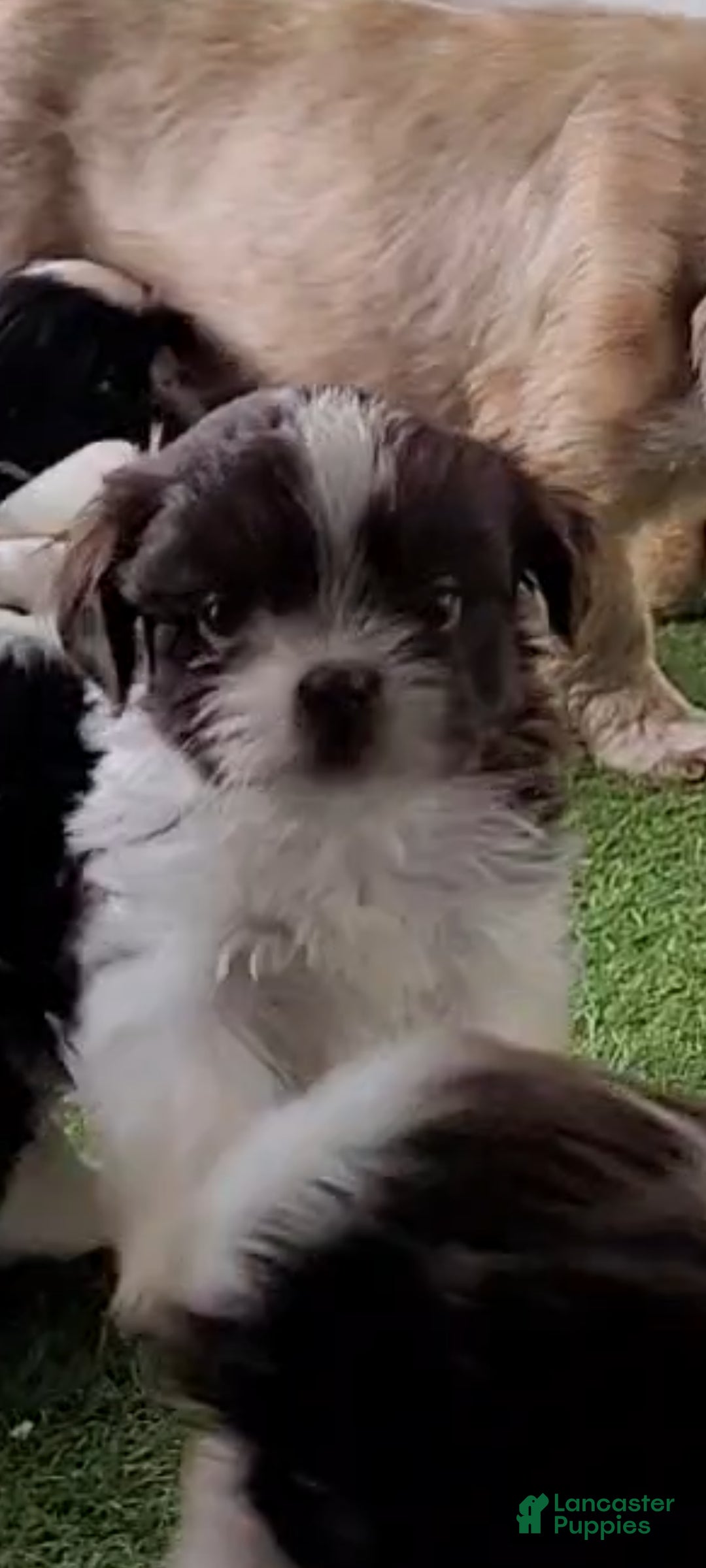 Shih Tzu dogs Peanut - Ad 1