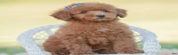 Toy Poodle dogs for sale: Numbby - Ad 7