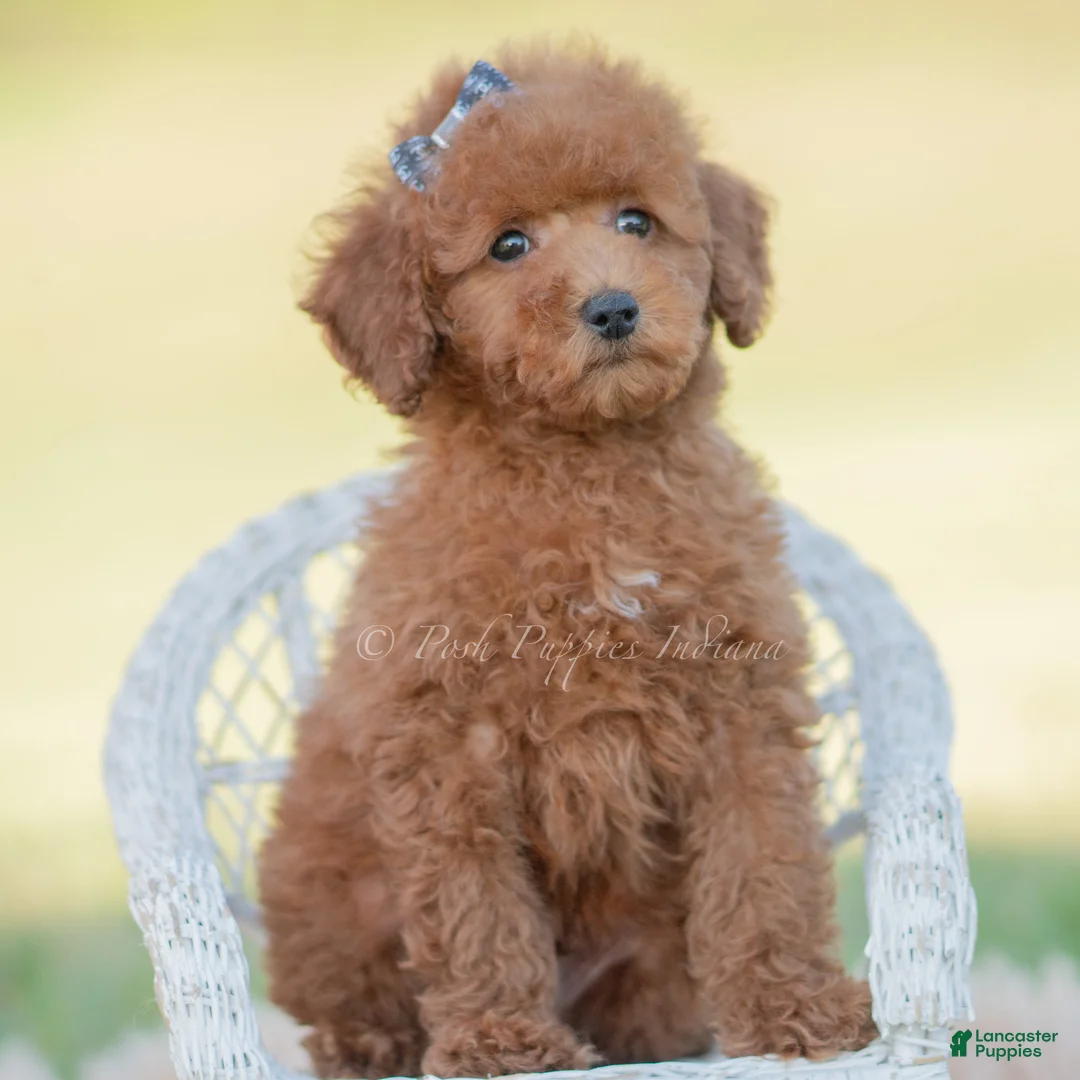 Toy Poodle dogs for sale: Numbby - Ad 7