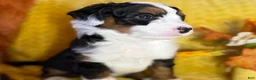 Mixed Breed dogs for sale: Russel - Ad 2
