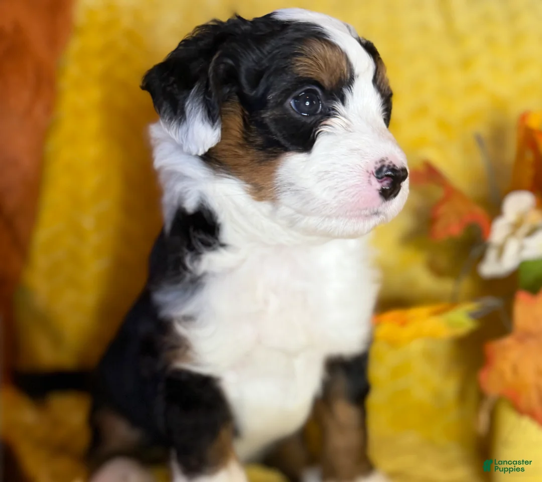 Mixed Breed dogs for sale: Russel - Ad 2