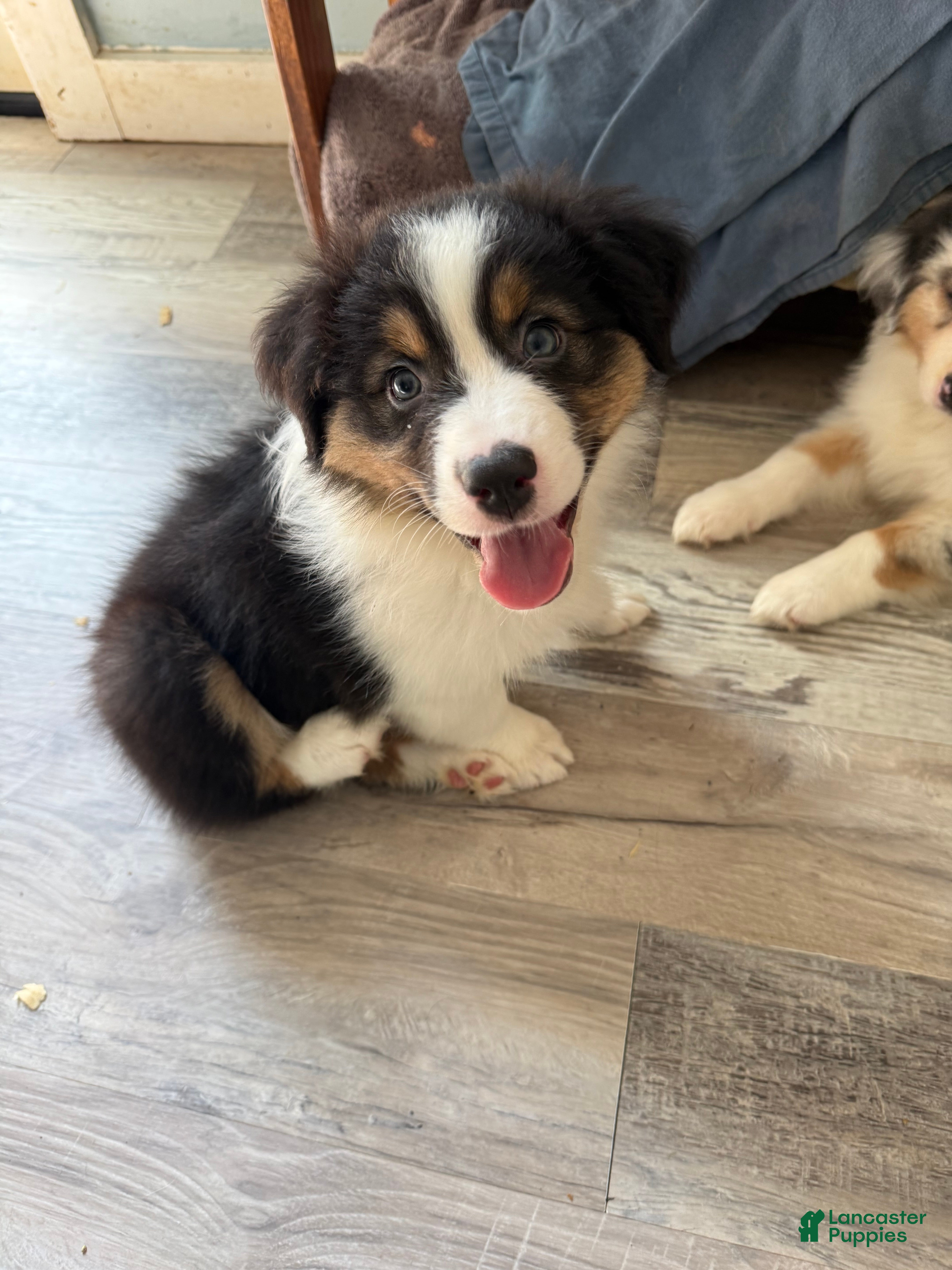 Australian Shepherd dogs for sale: Jaclyn - Ad 26