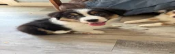 Australian Shepherd dogs for sale: Jaclyn - Ad 1
