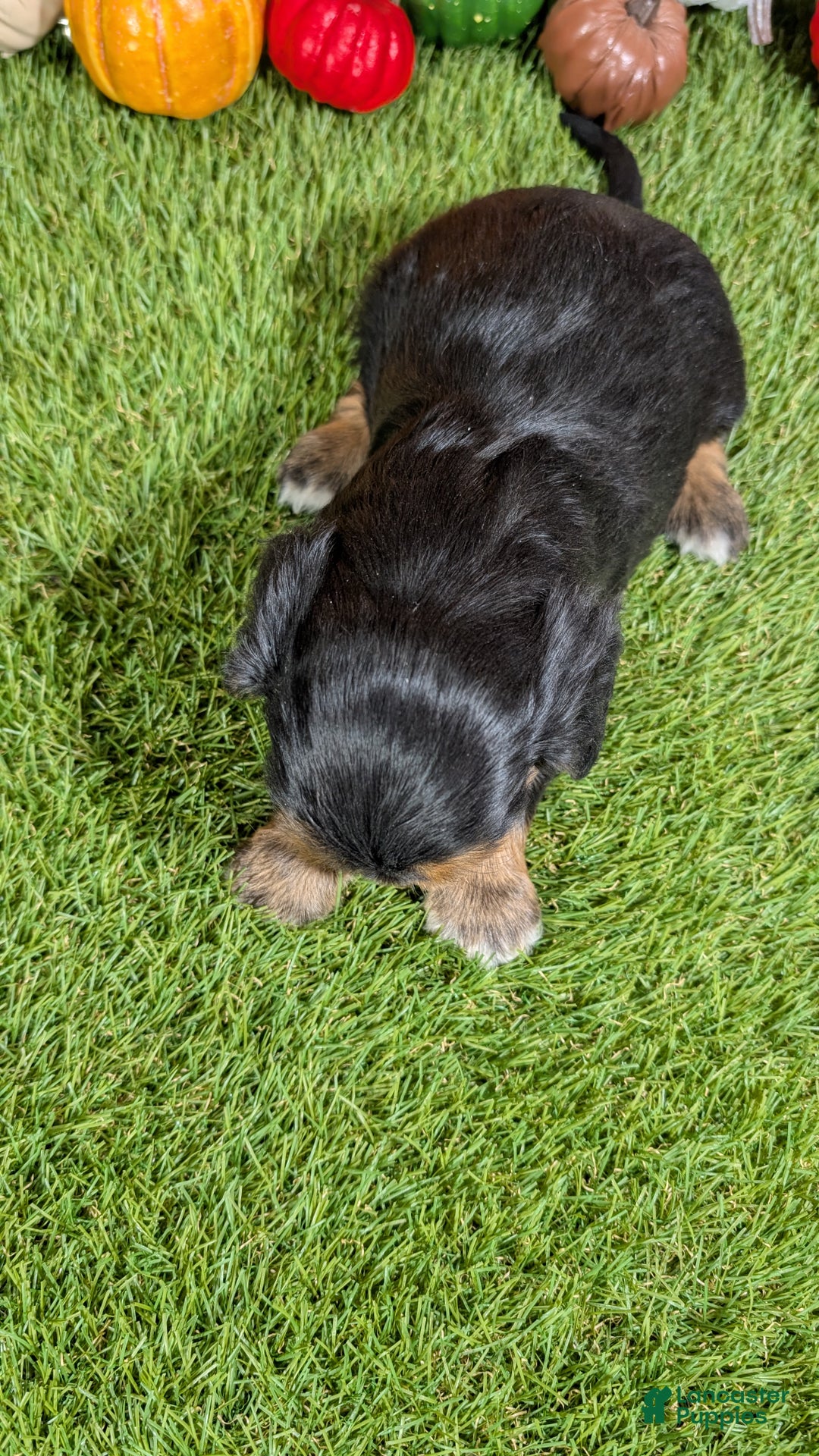 Cavalier King Charles Spaniel dogs for sale: Cavalier King Charles Spaniel Puppy 3 - Ad 5