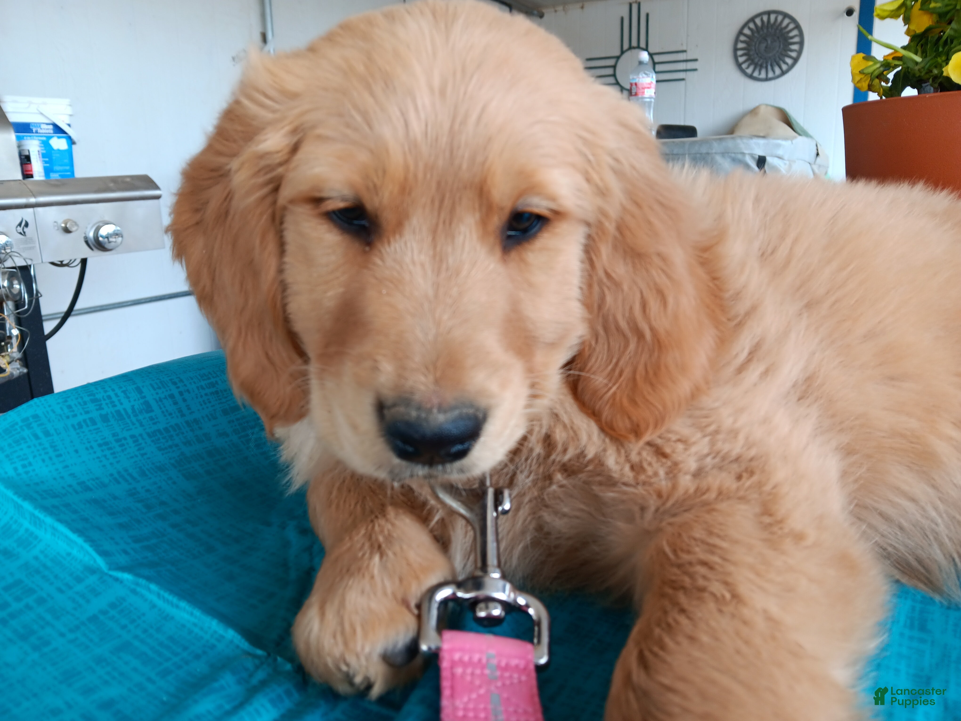 Golden Retriever dogs Sadie - Ad 10