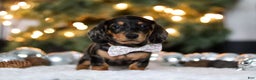 Miniature Dachshund dogs for sale: Macy - Ad 8