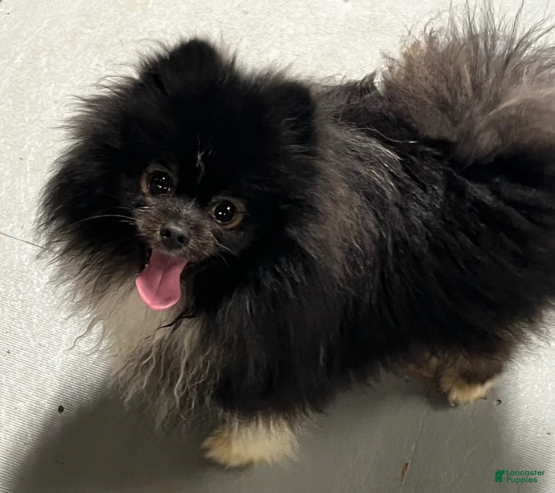 Pomeranian dogs for sale: Lovey - Ad 10