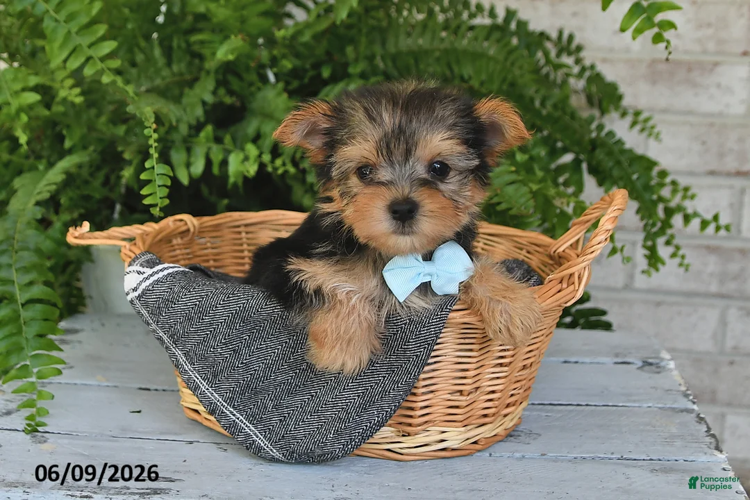 Yorkshire Terrier dogs for sale: Bo - Ad 1