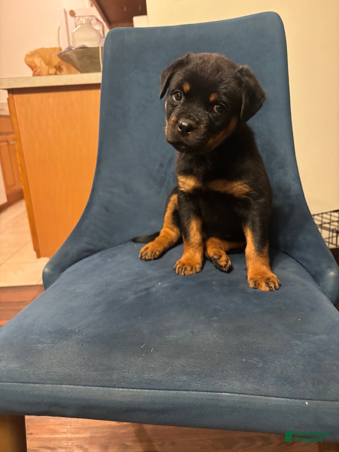 Rottweiler dogs for sale: Nae - Ad 4